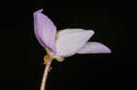 Eastern purple bladderwort